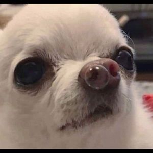 Meet your Posher, Daisy